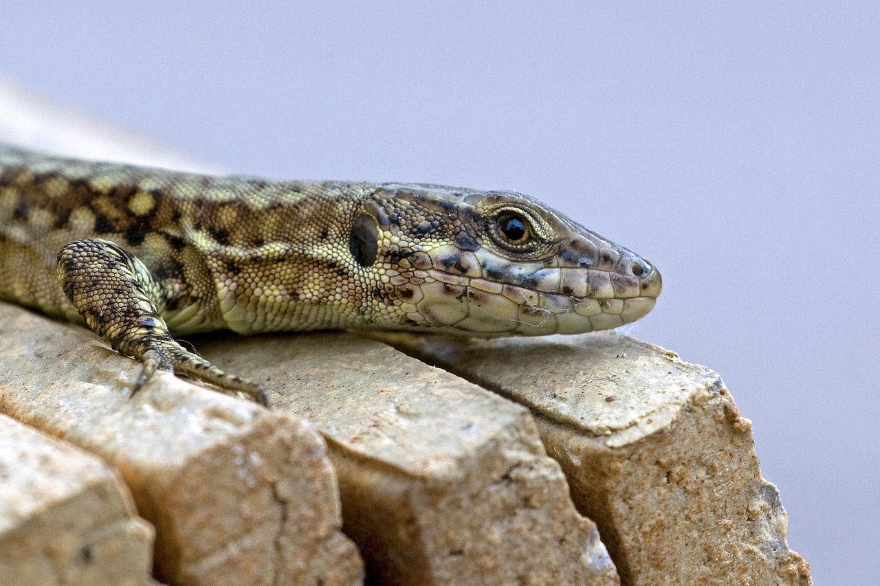 VX小号买卖：如何在短信中使用模板？