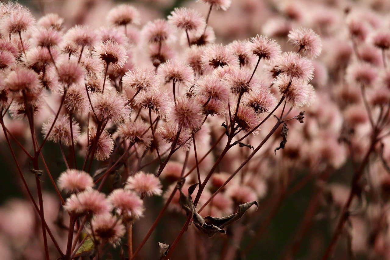 江湖悠悠:鼠年纪念币购买平台有哪些