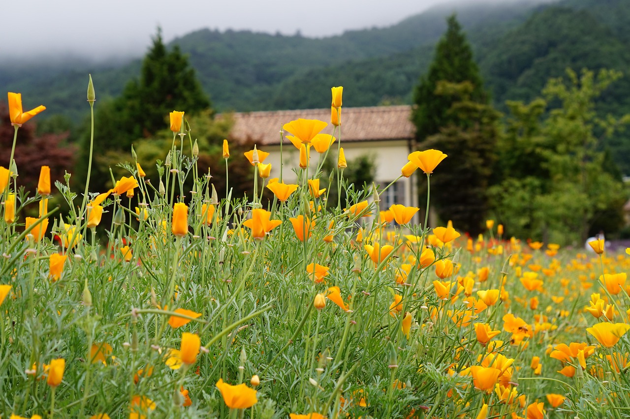 铁塔猫柠檬细枝双爆珠(细):炉石手游账号注册